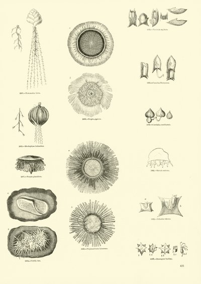 Pagina dal Museo Illustrato della Natura Animata da English School