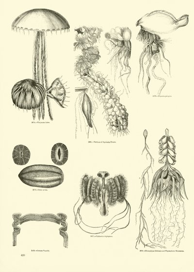 Pagina dal Museo Illustrato della Natura Animata da English School