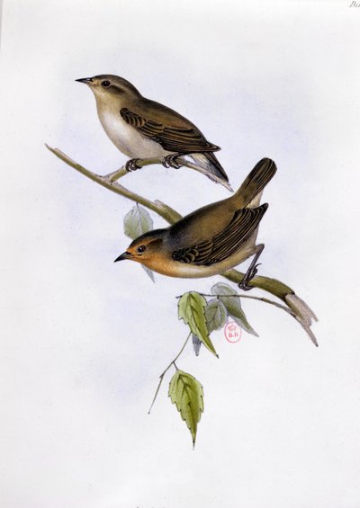 Coppia di Certhidea Olivacea, illustrazione da La Zoologia del Viaggio dell