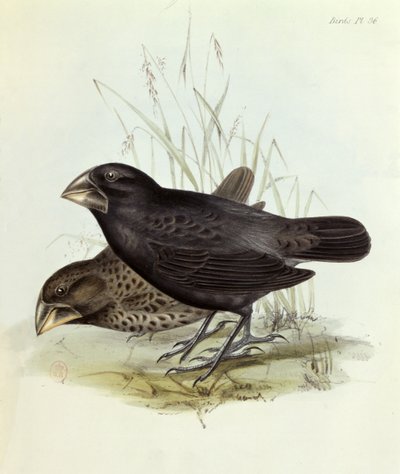 Coppia di Geospiza Magnirostris, da La Zoologia del Viaggio dell