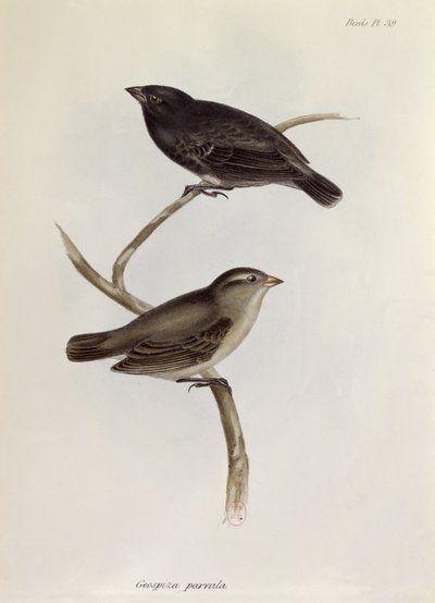Coppia di Geospiza Parvula, illustrazione da La Zoologia del Viaggio dell