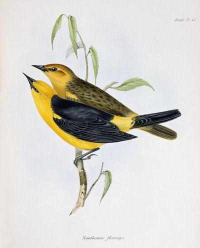 Coppia di Xanthornus Flaviceps, illustrazione da La Zoologia del Viaggio dell