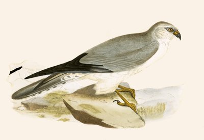 Albanella pallida, illustrazione da 