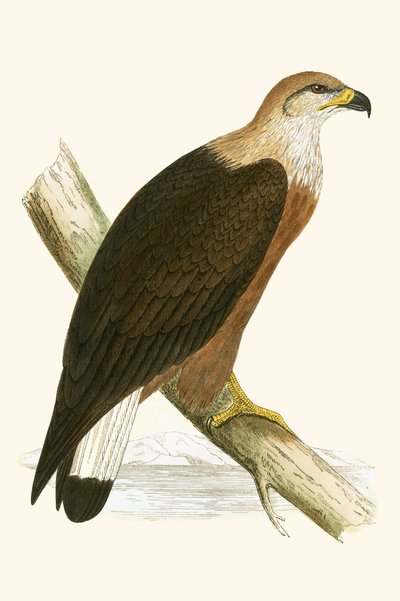 Aquila di Pallas, illustrazione da 