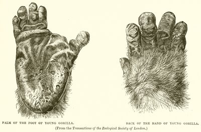 Palmo del piede di giovane gorilla. Dorso della mano di giovane gorilla da English School