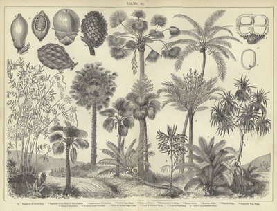 Palme da English School