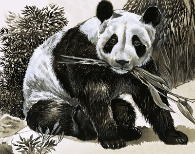 Panda da English School