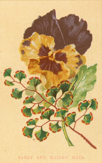 Viola del pensiero e capelvenere da English School