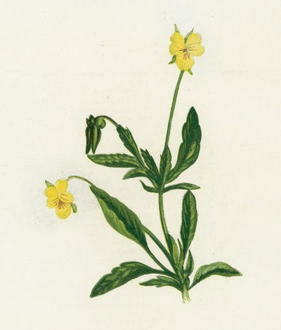 Viola del pensiero da English School