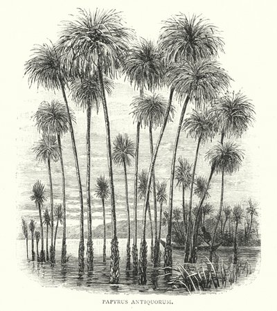 Papyrus Antiquorum da English School