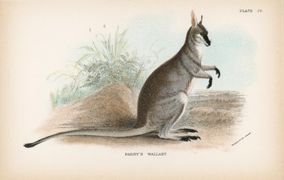 Wallaby di Parry da English School