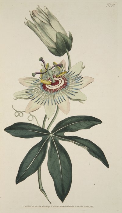 Passiflora Coerulea (Fiore della Passione Comune), da The Botanical Magazine o Flower Garden Displayed, pub. 1786 da English School