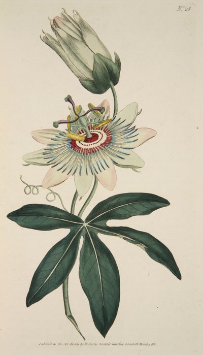 Passiflora Coerulea Fiore della Passione Comune, pub. 1786 incisione colorata a mano da English School