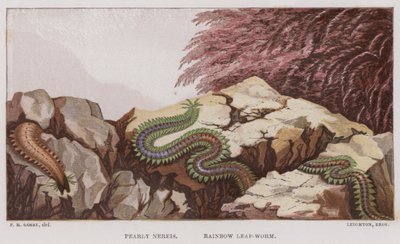Nereide perlata, Verme foglia arcobaleno (litografia a colori) da English School