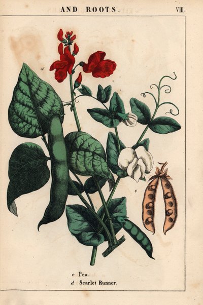 Piselli e fagioli rampicanti, con fiori scarlatti e bianchi, da 