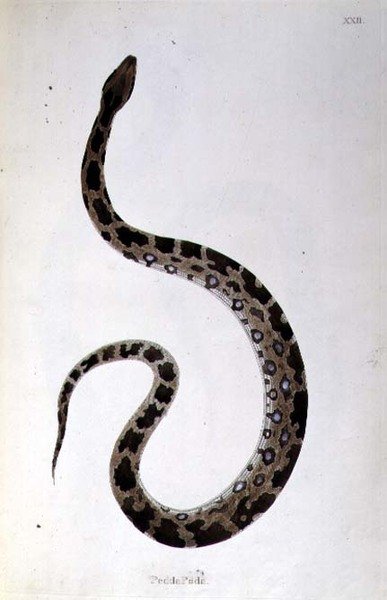 Pedda Poda Serpente da 