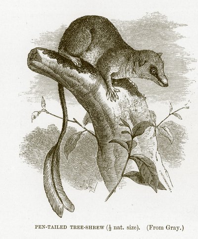 Tupaia dalla coda a penna, illustrazione da The Royal Natural History da English School