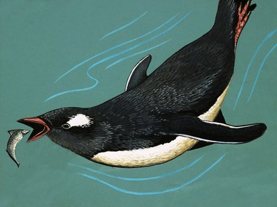 Pinguino che cattura pesci da English School