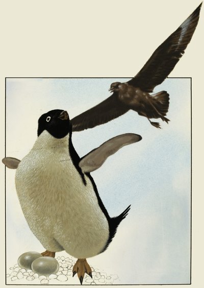 Pinguino con uova, con un altro uccello che vola sopra da English School