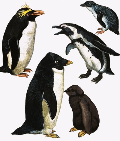 Pinguini da English School