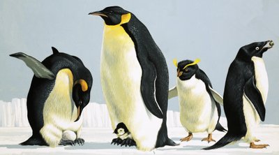 Pinguini da English School