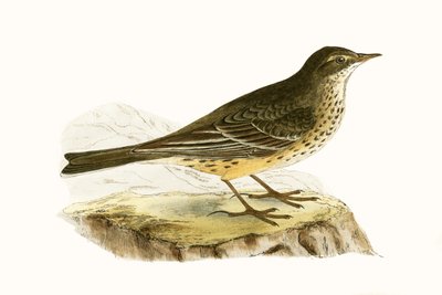 Pipit della Pennsylvania, illustrazione da 