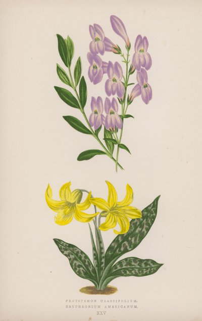 Pentstemon Crassifolium; Erythronium Americanum (litografia a colori) da English School