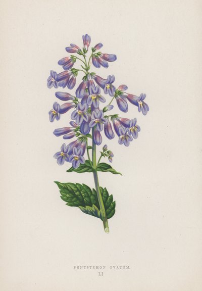 Pentstemon Ovatum da English School