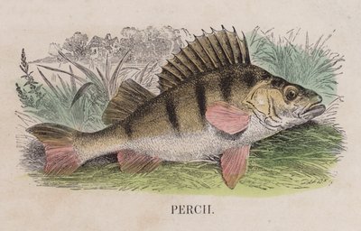 Persico (incisione colorata) da English School