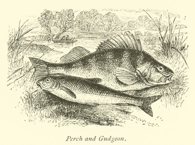 Persico e Gudgeon da English School