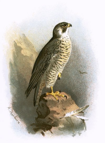 Falco pellegrino da English School