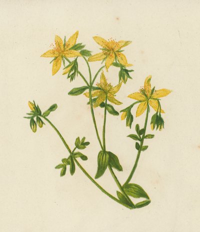 Iperico Perforato, Hypericum Perforatum da English School