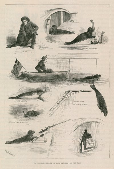 Foca esibizionista al Royal Aquarium da English School