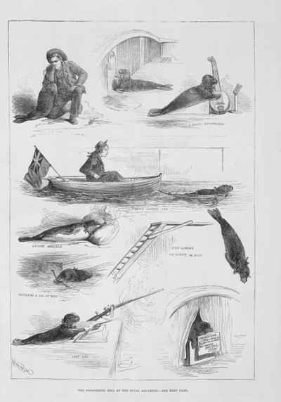 Foca che si esibisce al Royal Aquarium da English School