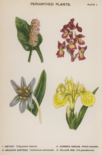 Piante Perianthe (litografia a colori) da English School