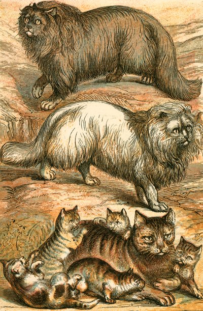 Gatto persiano, gatto d