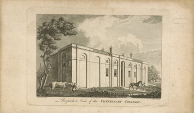 Vista prospettica del collegio veterinario da English School