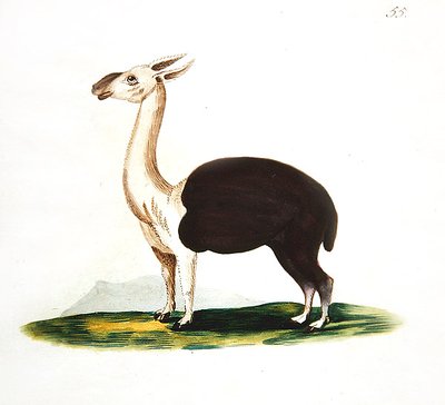 Guanaco peruviano, c.1810 da English School