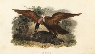 Uomo peruviano che indossa una pelle di mucca per attirare un condor da English School