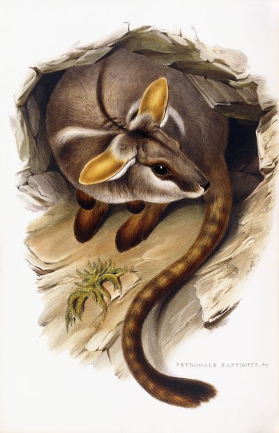 Petrogale Xanthopus da English School