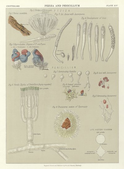 Peziza e Penicillium da English School