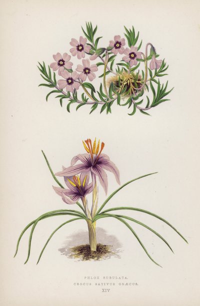 Phlox Subulata; Crocus Sativus Graecus (litografia a colori) da English School