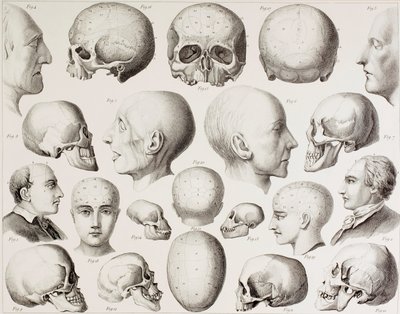 Illustrazione frenologica che mostra le relazioni psicologiche del cervello, da una stampa del XIX secolo da English School