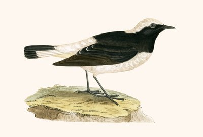 Culbianco, illustrazione da 