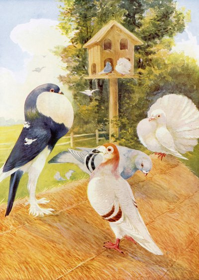 Piccioni (litografia a colori) da English School