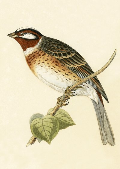 Zigolo delle pinete, illustrazione da 