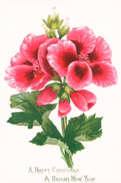 Fiori rosa da English School