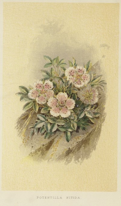 Cinquefoil rosa da English School
