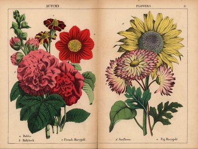 Dalia rosa, calendula francese cremisi e gialla, malvarosa scarlatta, girasole giallo, fico-marygold rosa e giallo limone, da 