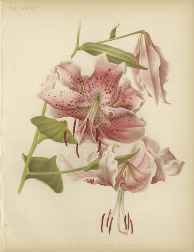 Giglio rosa da English School